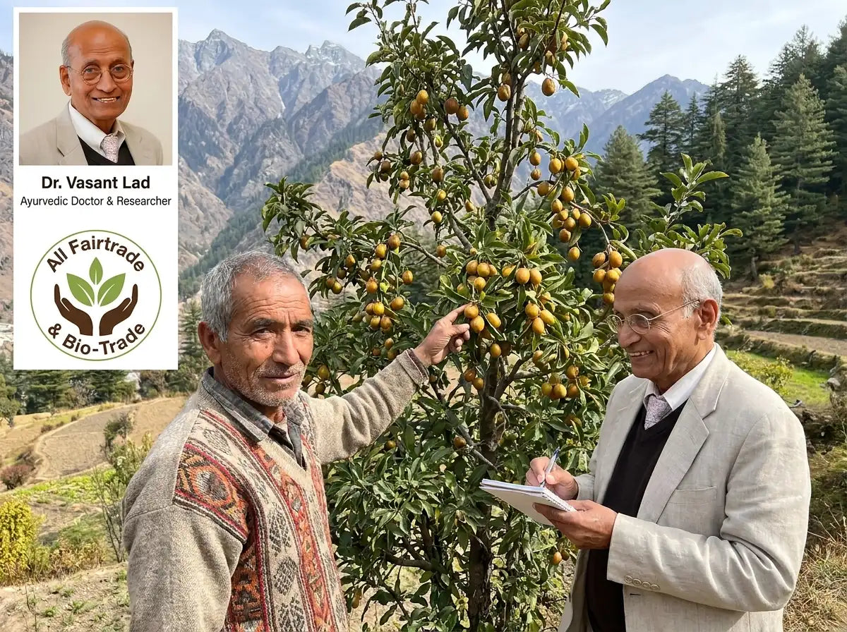 Dr. Vasant Lad inspecting Haritaki tree