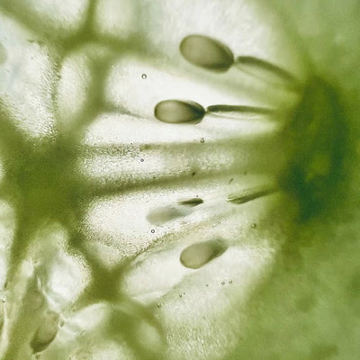 Vegetable Cellulose CapsuleNo Vegetable Oil